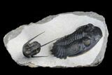 Detailed Hollardops Trilobite With Cyphaspis - Ofaten, Morocco #177341-3